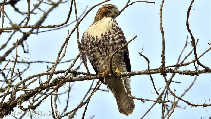 Red-tailed Hawk. March 2021, Ridgefield Wildlife Sanctuary, WA.